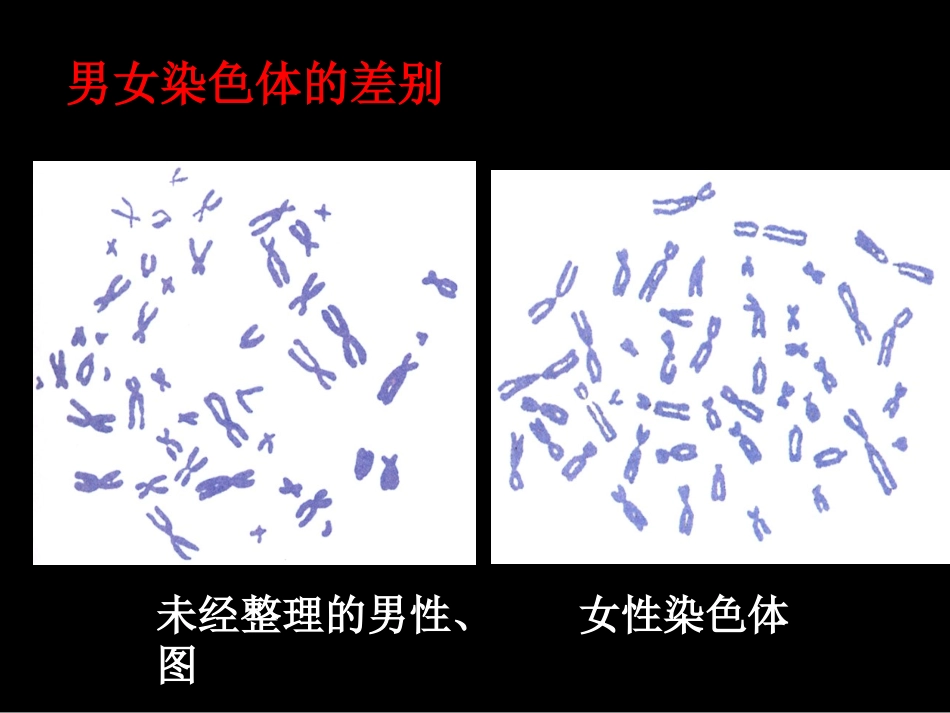 八年级生物_人的性别遗传__第3页