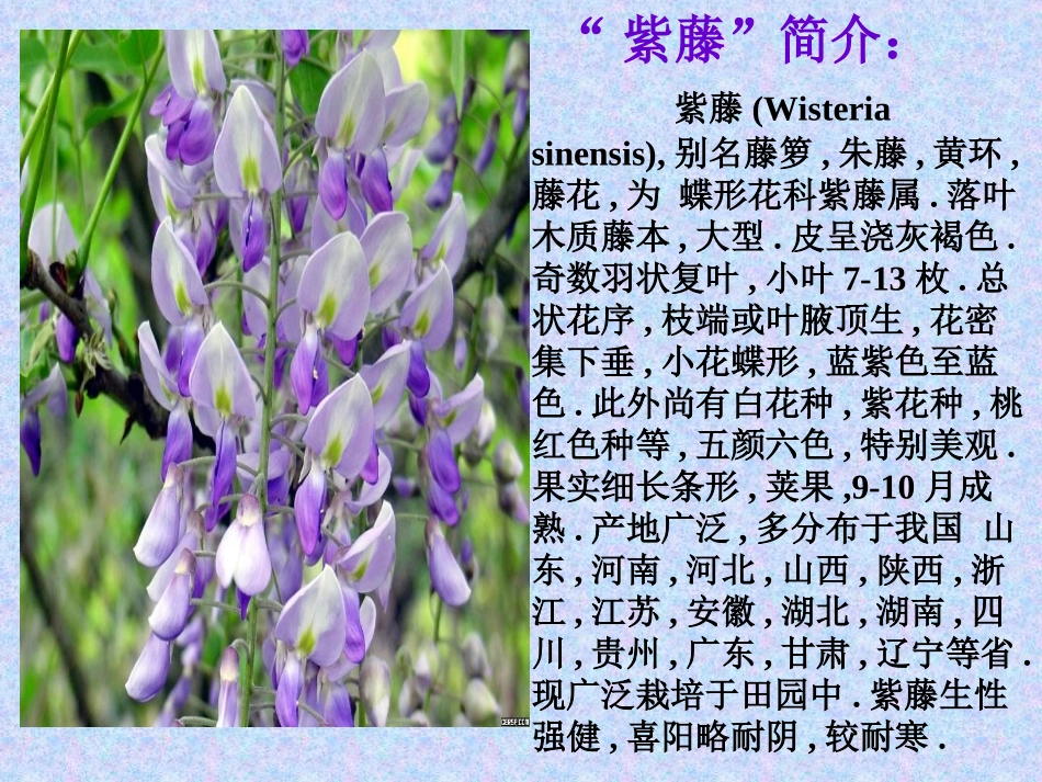 《紫藤萝瀑布》课件 (2)_第2页