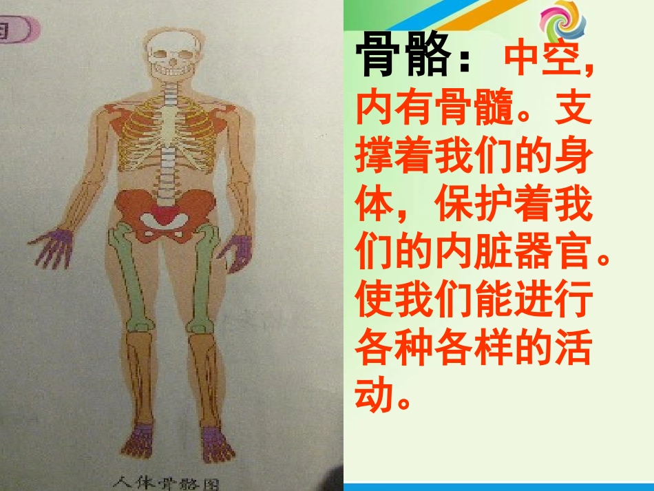 骨骼、关节和肌肉(修改后定稿)_第2页