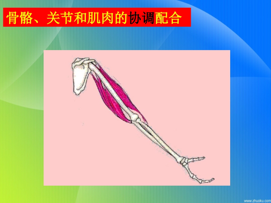 骨骼、关节和肌肉_第3页