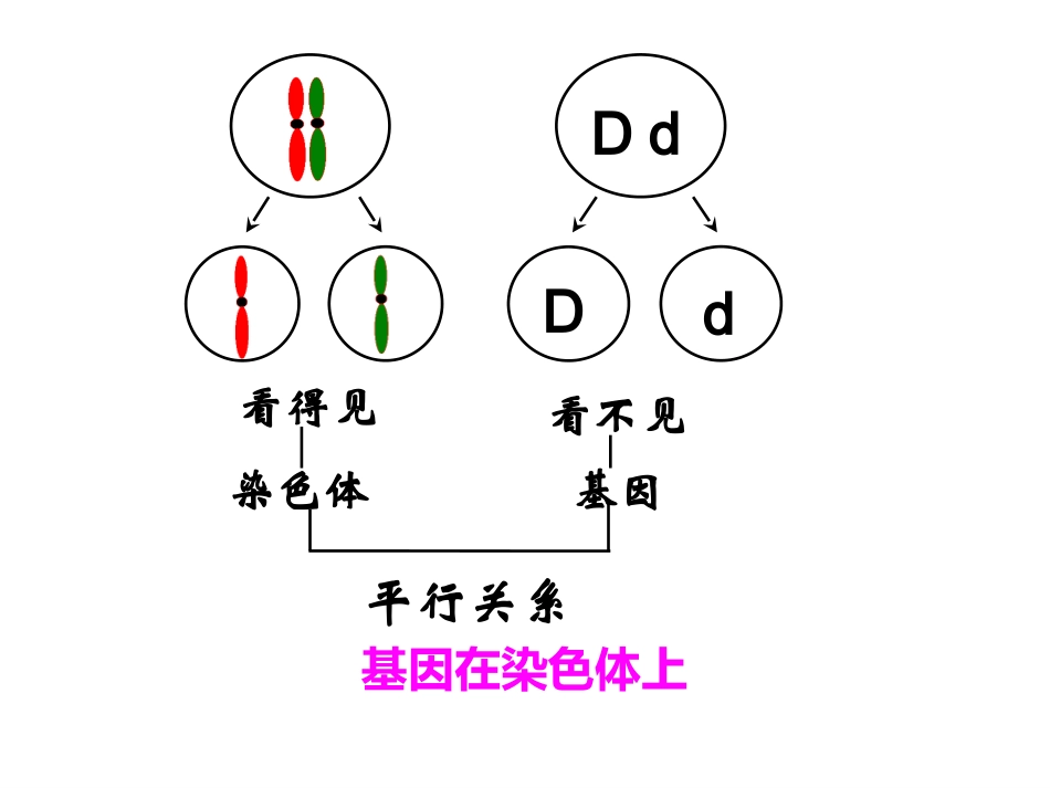 基因在染色体上设计一_第3页