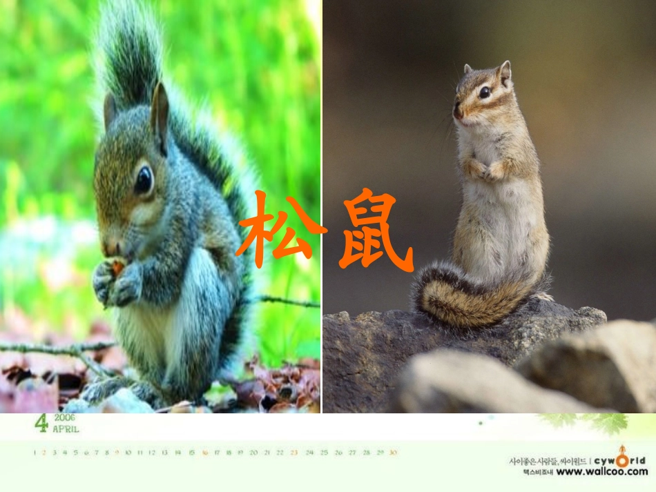 一年级下10《松鼠和松果》_第1页