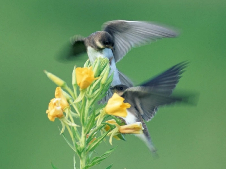 ）人教版五年级语文上册《珍珠鸟》PPT课件_第3页