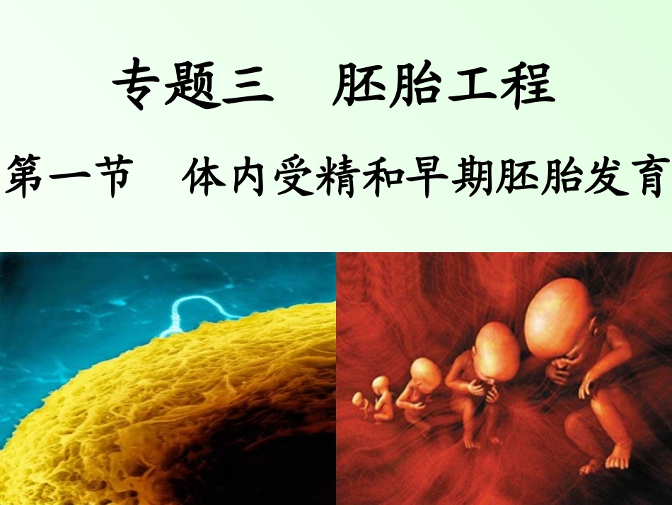 体内受精和早期胚胎发育_第3页