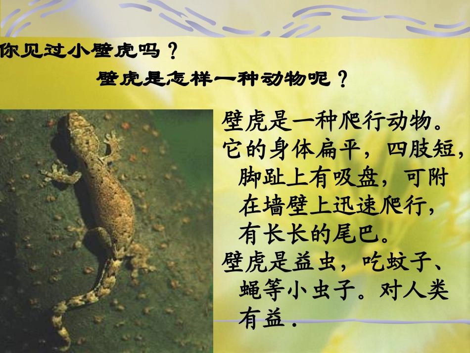 《小壁虎借尾巴》课件_第3页