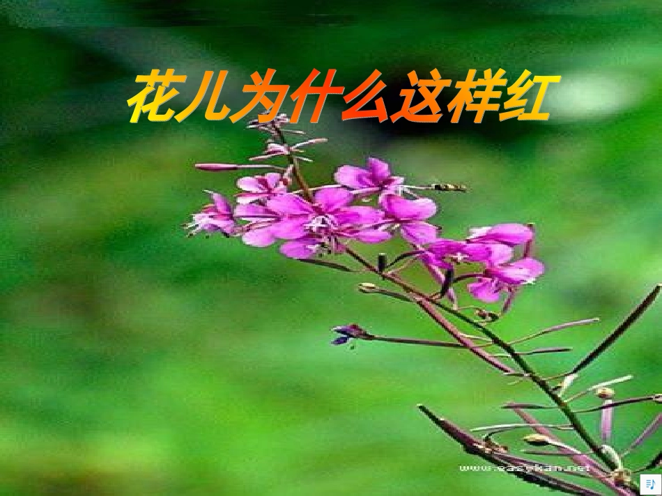 《花儿为什么这样红》PPT_第1页