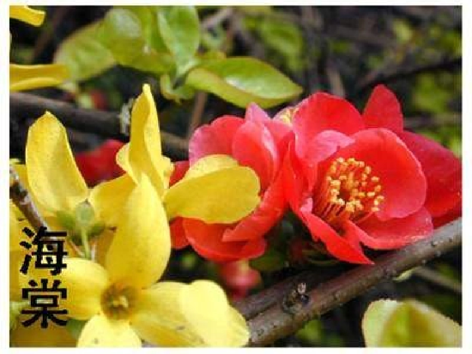 《花儿为什么这样红》PPT_第2页