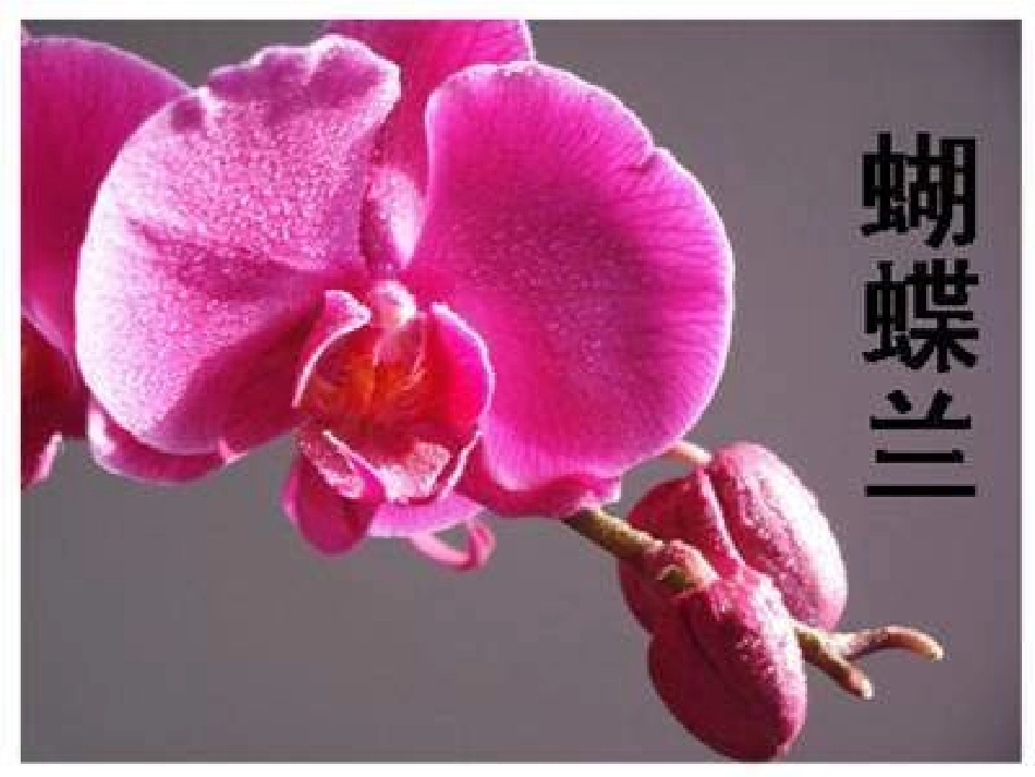 《花儿为什么这样红》PPT_第3页