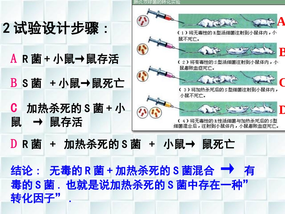 在探索DNA是主要遗传物质_第3页