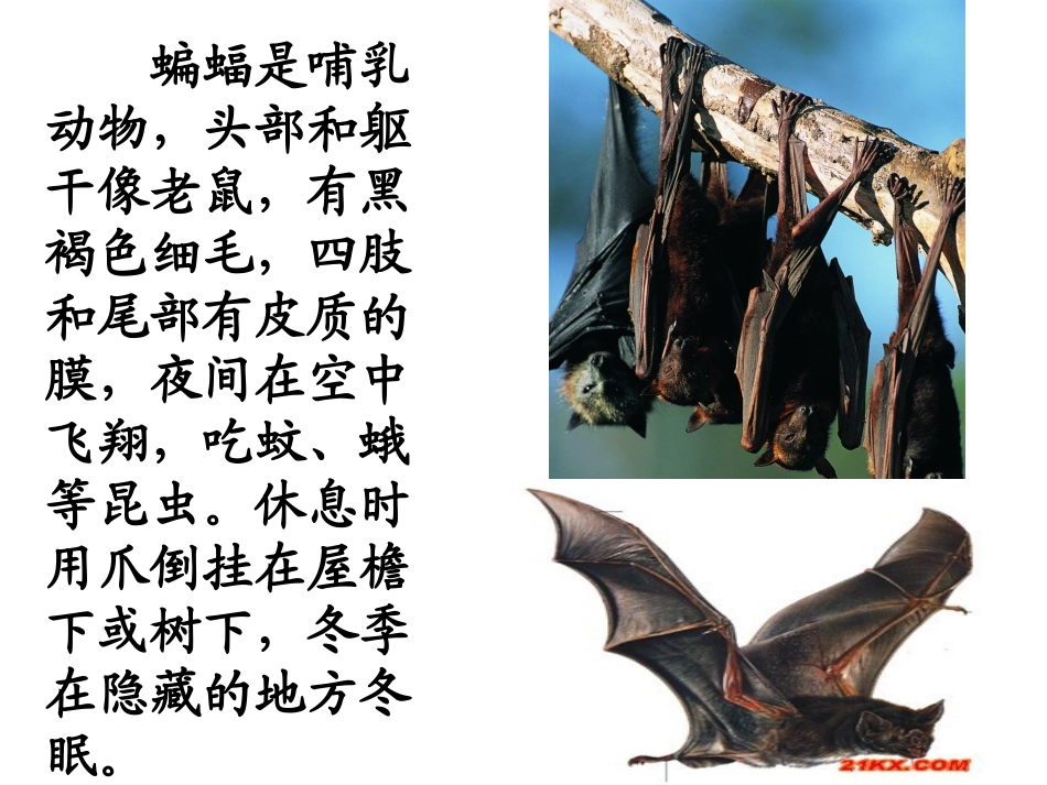 蝙蝠和雷达(赵丽)_第3页