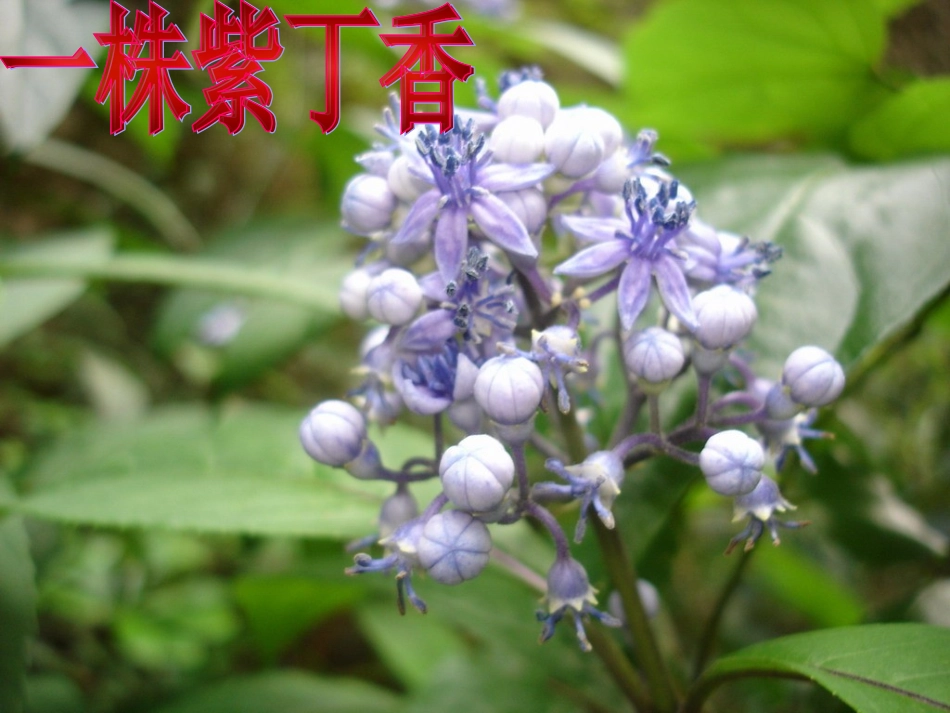 二年级语文上册课件《一株紫丁香》_第1页