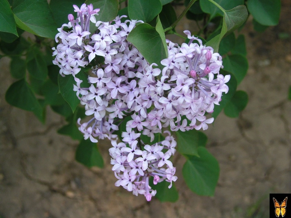 二年级语文上册课件《一株紫丁香》_第3页