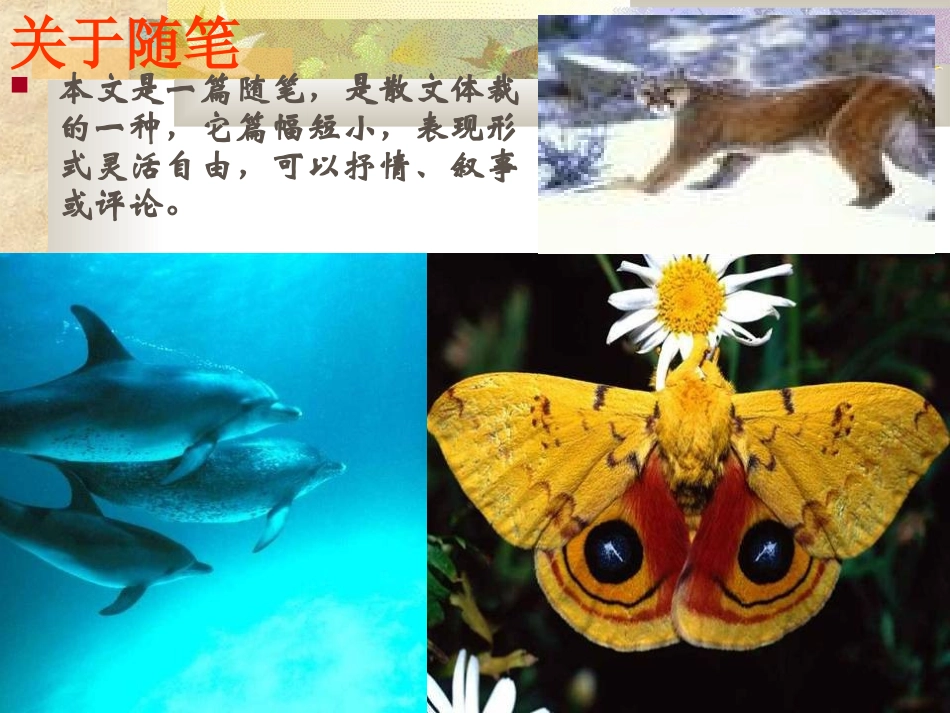 都市精灵课件_第3页