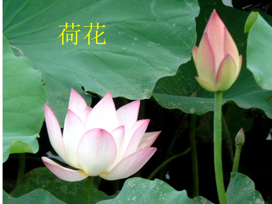 读读词语识汉字_第2页