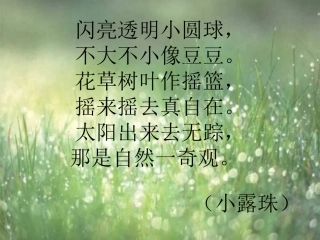小露珠_小学课件