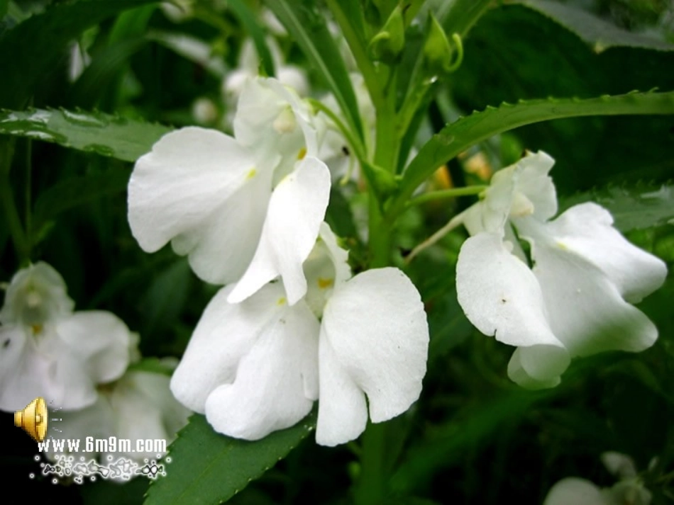 对鲜花教学课件_第2页