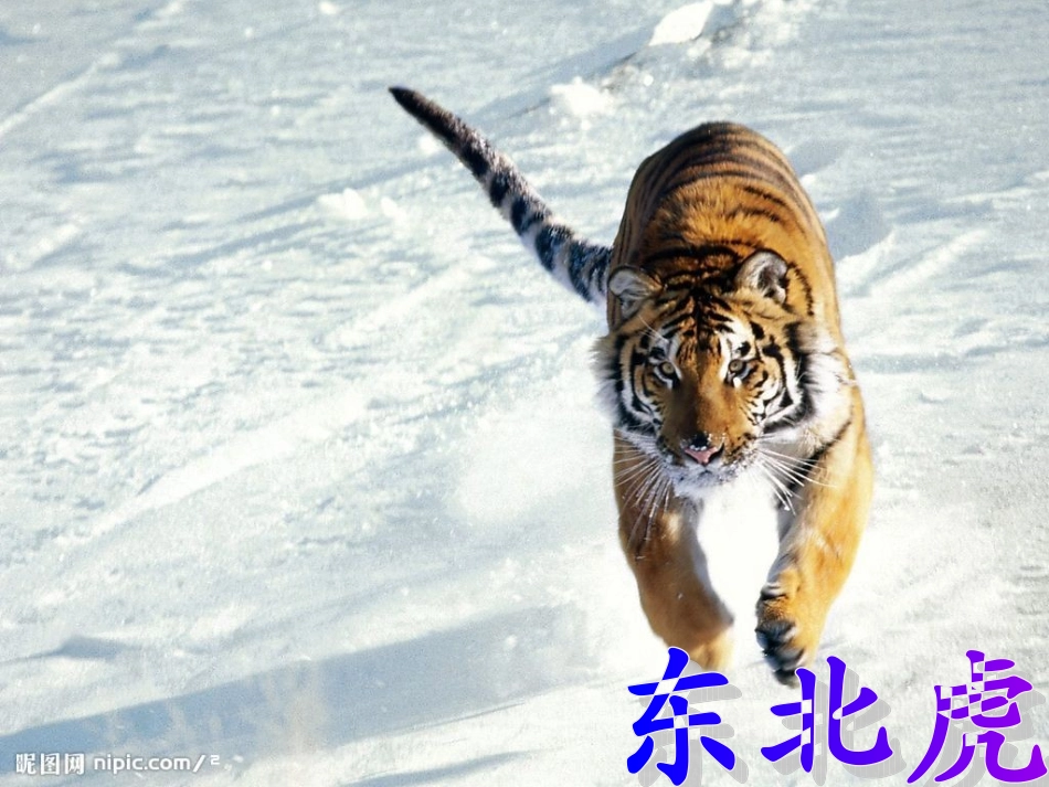 人类的伙伴在减少_第3页