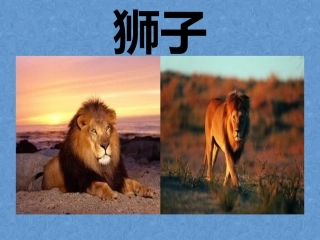 (中小学精品两只小狮子课件