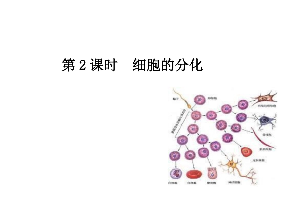 《细胞的分化》导学案_第1页