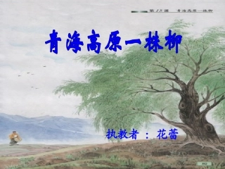《青海高原一株柳》课件