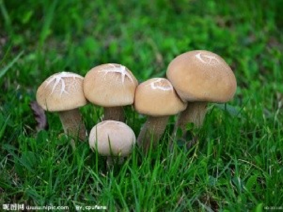 小班美术蘑菇课件_第2页