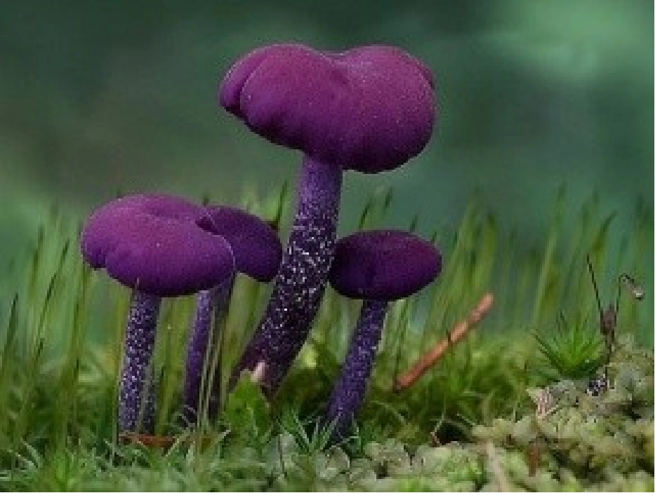 小班美术蘑菇课件_第3页