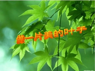 做一片美的叶子
