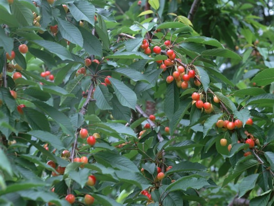 小学二年级语文S版《猴子种树》课件_第1页