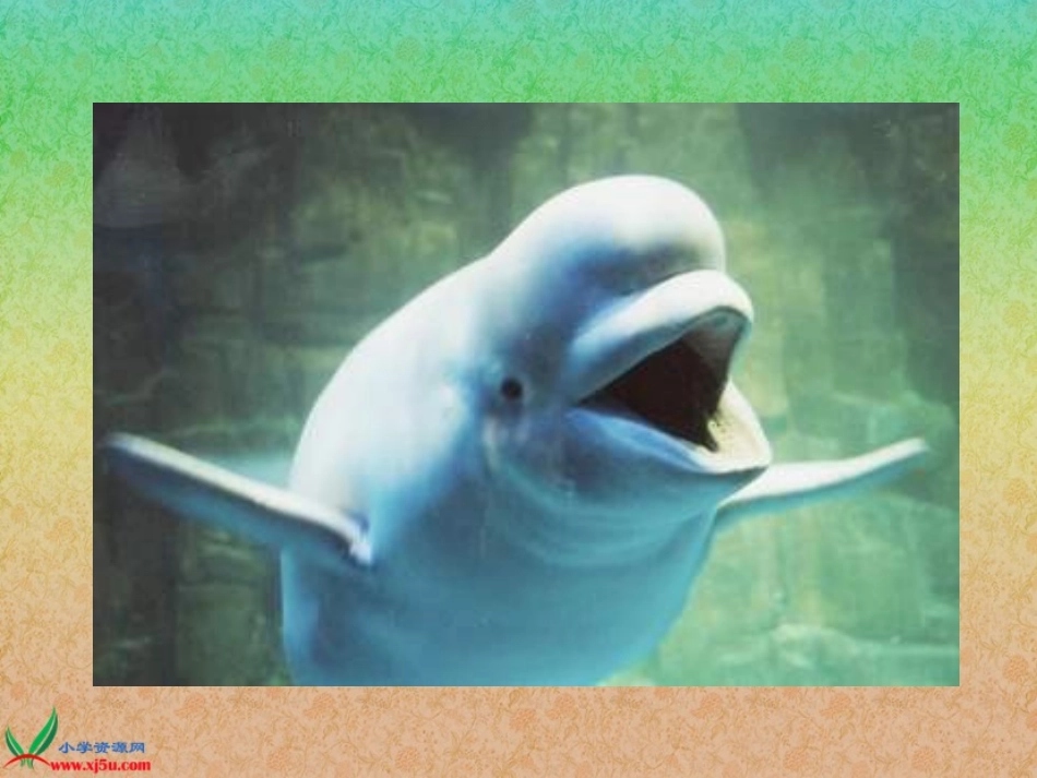 （北师大版三年级语文上册课件喜爱音乐的白鲸_第2页