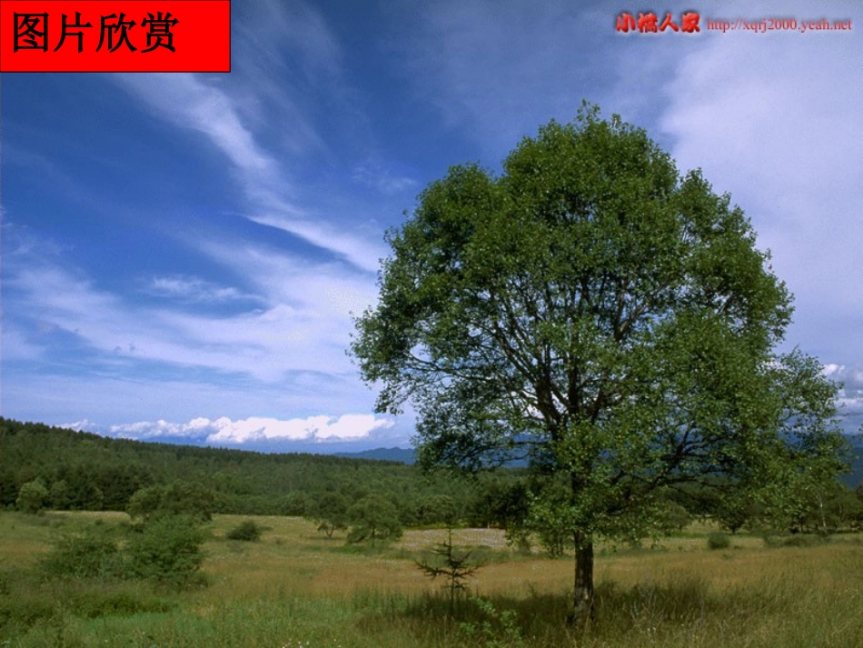 我骄傲我是一棵树_第3页