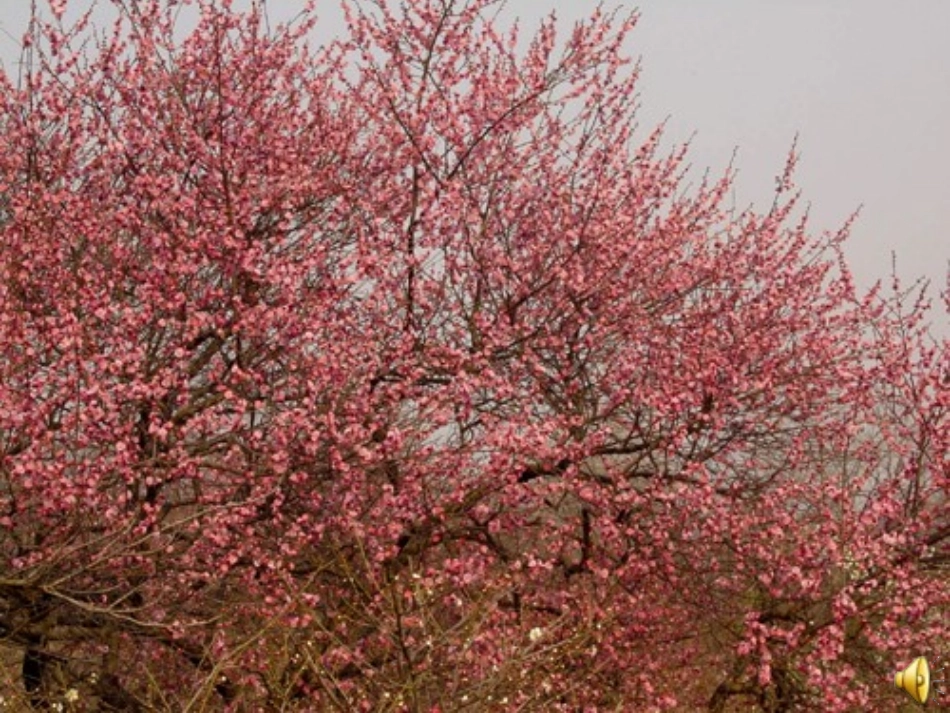 春到梅花山修改稿_第2页