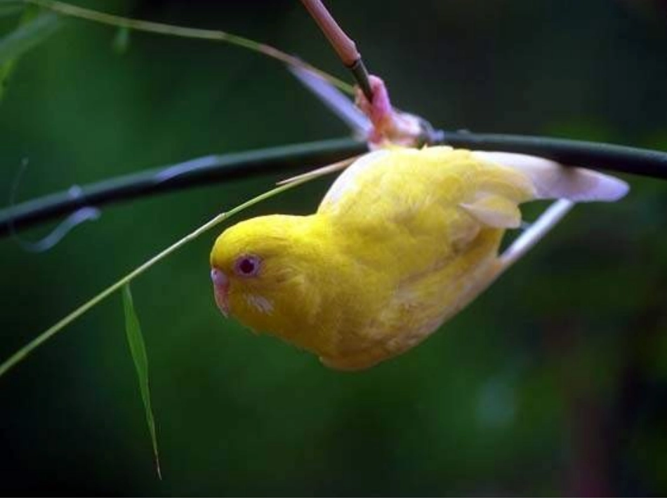 动物在生物圈中的作用vdd_第1页