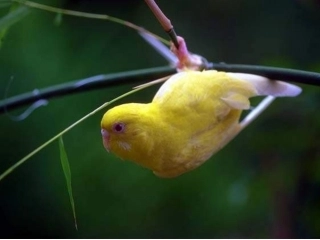 动物在生物圈中的作用vdd