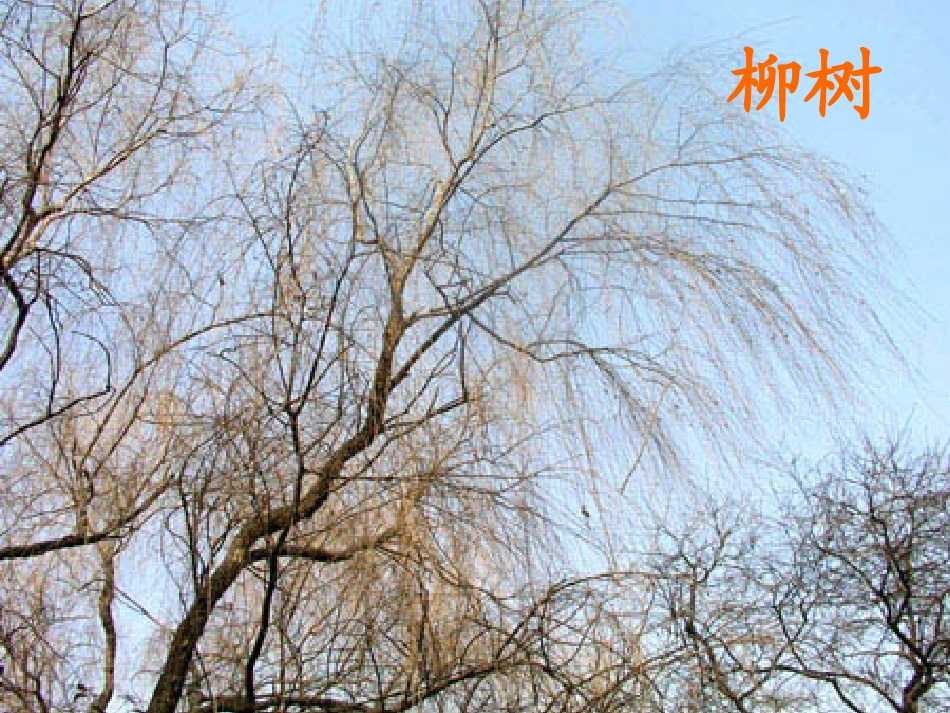 柳树醒了kejian_第1页
