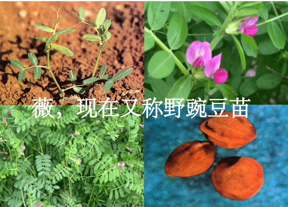 《诗经采薇》两课时版_第3页