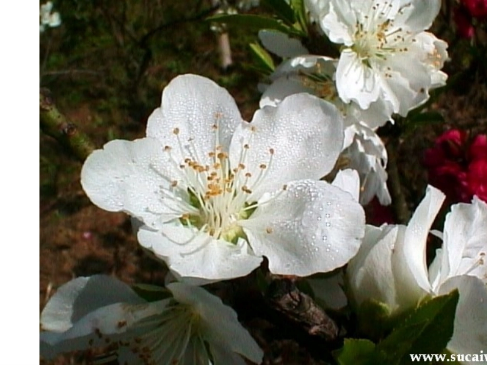 桃花源记 (3)_第2页