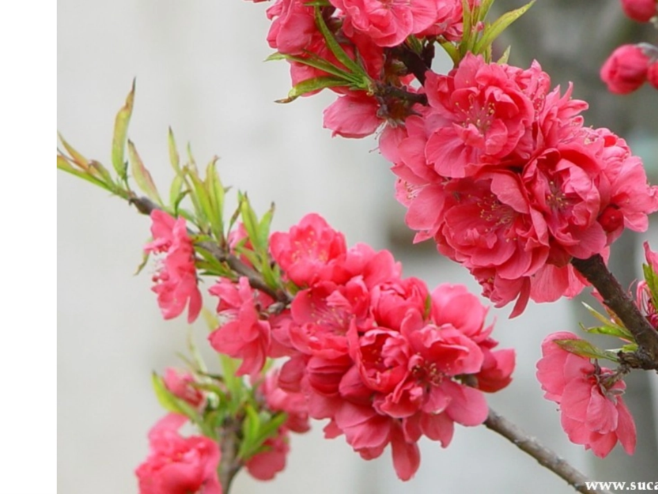 桃花源记 (3)_第3页