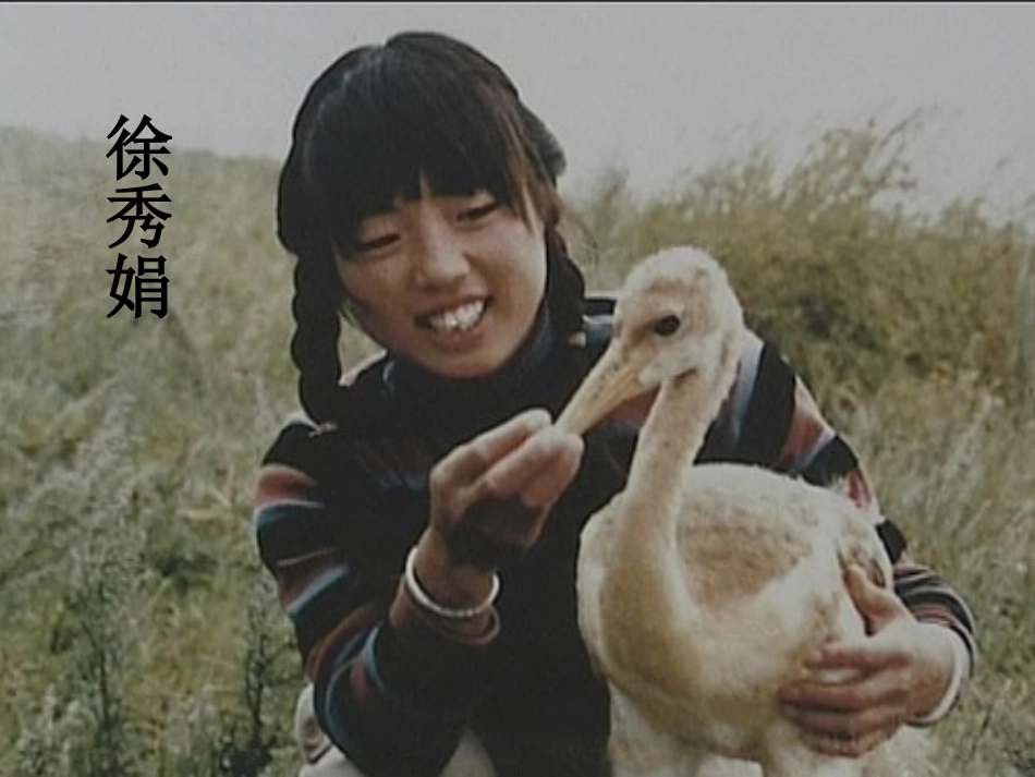 五年级《灰椋鸟》PPT_第3页