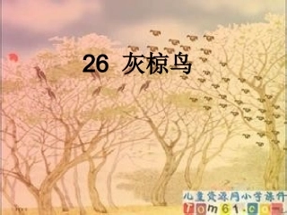 五年级《灰椋鸟》PPT