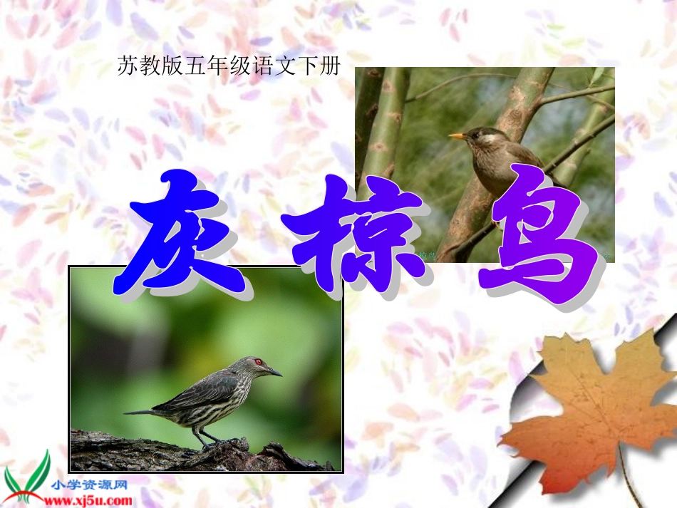 灰椋鸟课件 (2)_第1页