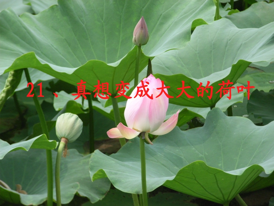 、真想变成大大的荷叶_第3页