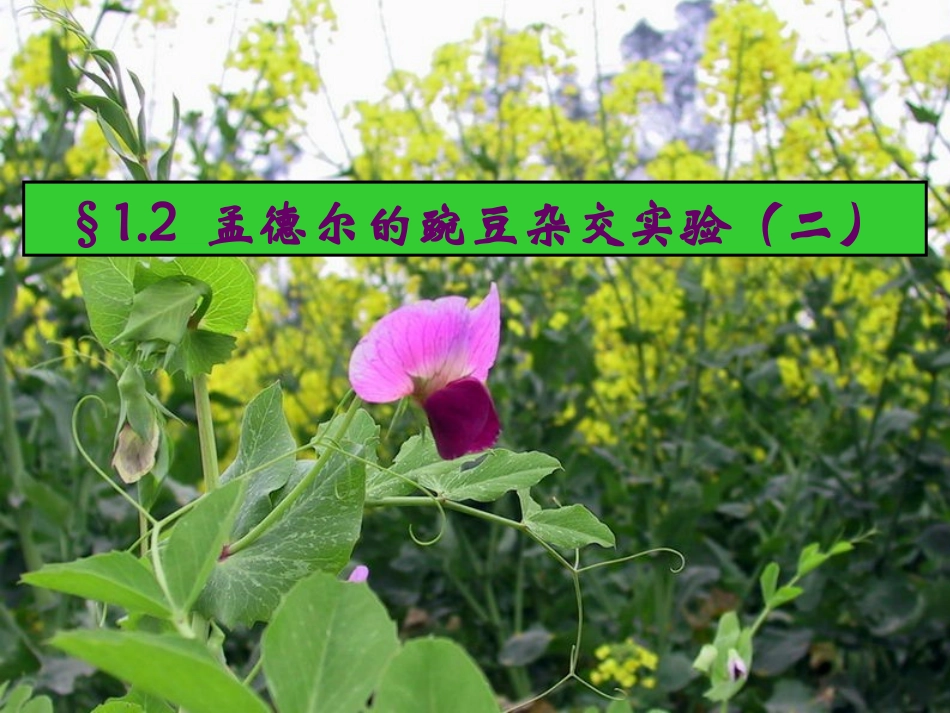 孟德尔的豌豆杂交试验二_第1页