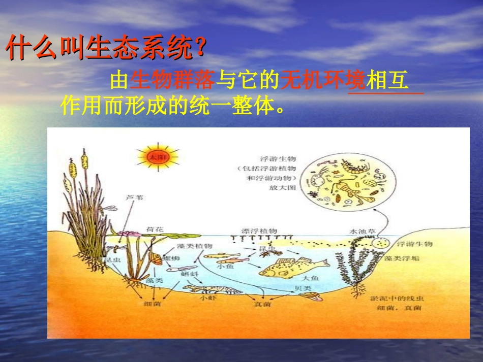 生态系统的结构_第3页