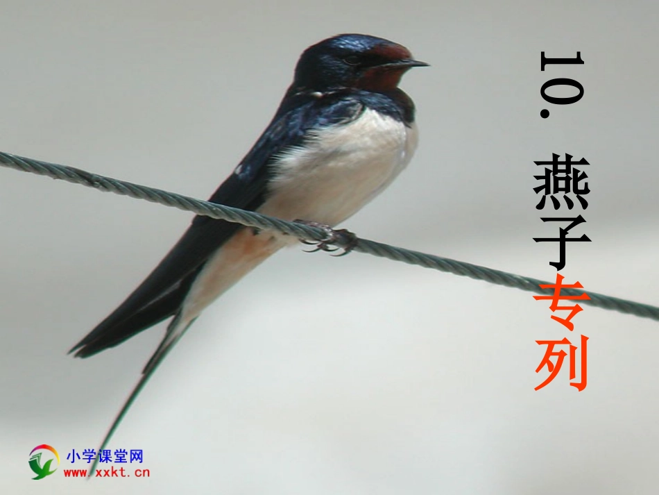 三年级语文下册《燕子专列》PPT课件之五(人教新课标)_第1页