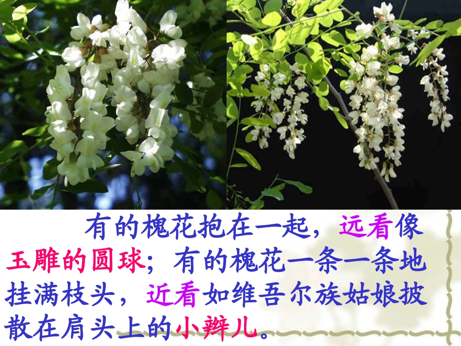 槐乡五月第二课时PPT_第3页