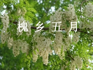 槐乡五月第二课时PPT