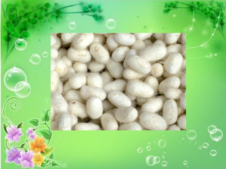 我们来养蚕PPT课件_第2页