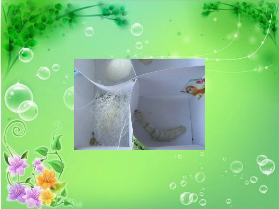 我们来养蚕PPT课件_第3页