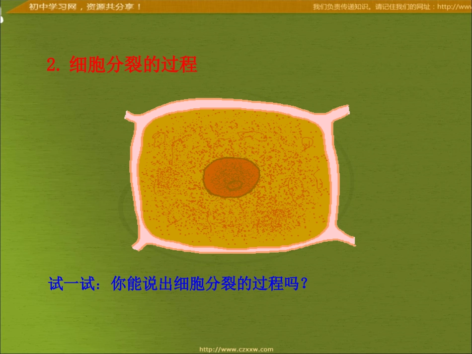 细胞分裂和分化_第3页