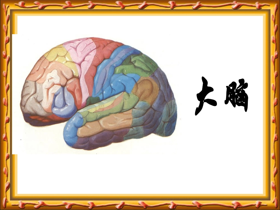 教版小学科学五年级下册《大脑》课件2_第2页